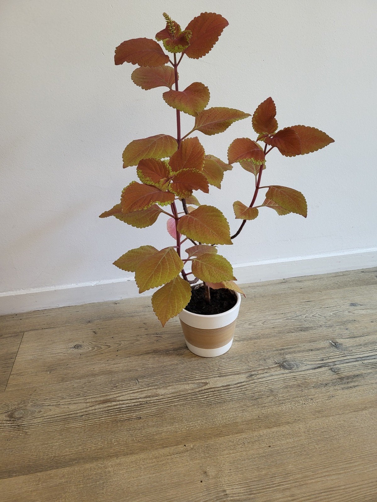 Coleus plant in pot - Kleurrijke Bladplant, Eenjarig, Bloeit niet, Halfschaduw, Ophalen