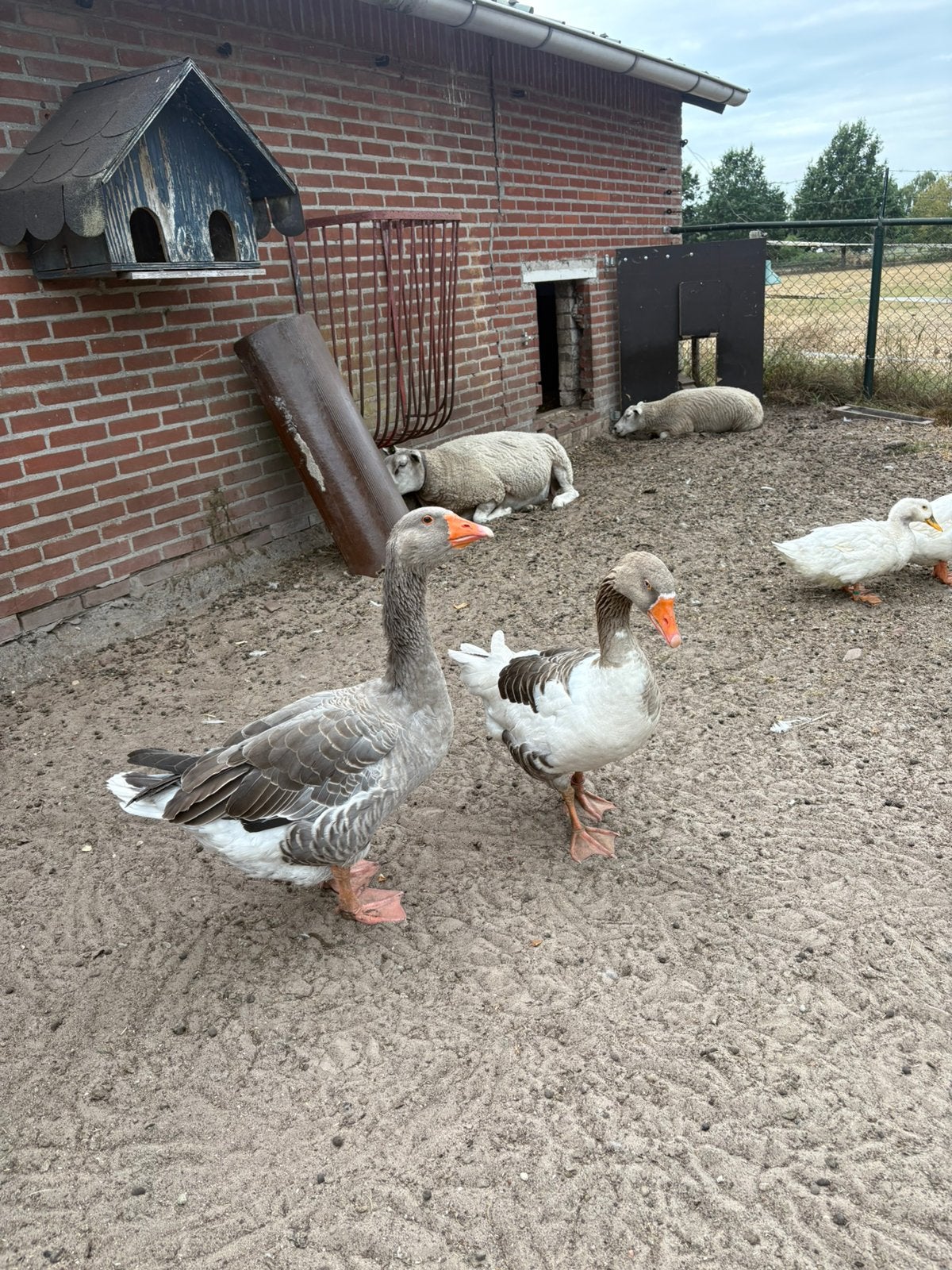 Ganzen te koop, Meerdere dieren, Gans of Zwaan