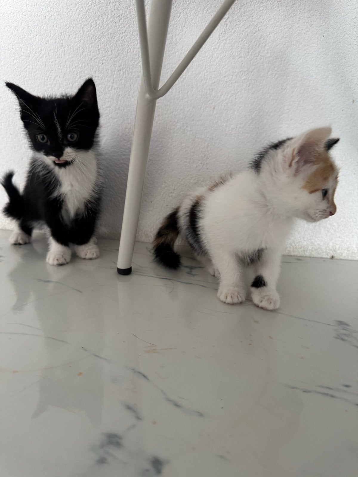 Lieve kittens, Dieren en Toebehoren, Meerdere dieren, 0 tot 2 jaar
