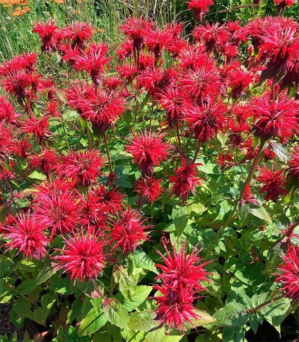 Monarda cambridge scarlet - Rode Bergamotplant in p9, Volle zon, Vaste plant, Zomer, Ophalen