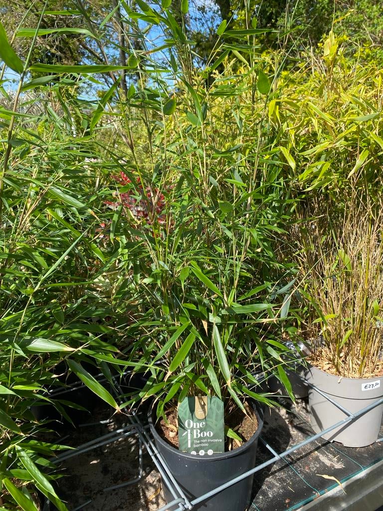 Robusta Pingu Bamboe - Niet woekerende bamboe, Tuin en Terras, Volle zon, Vaste plant, Bloeit niet, Ophalen