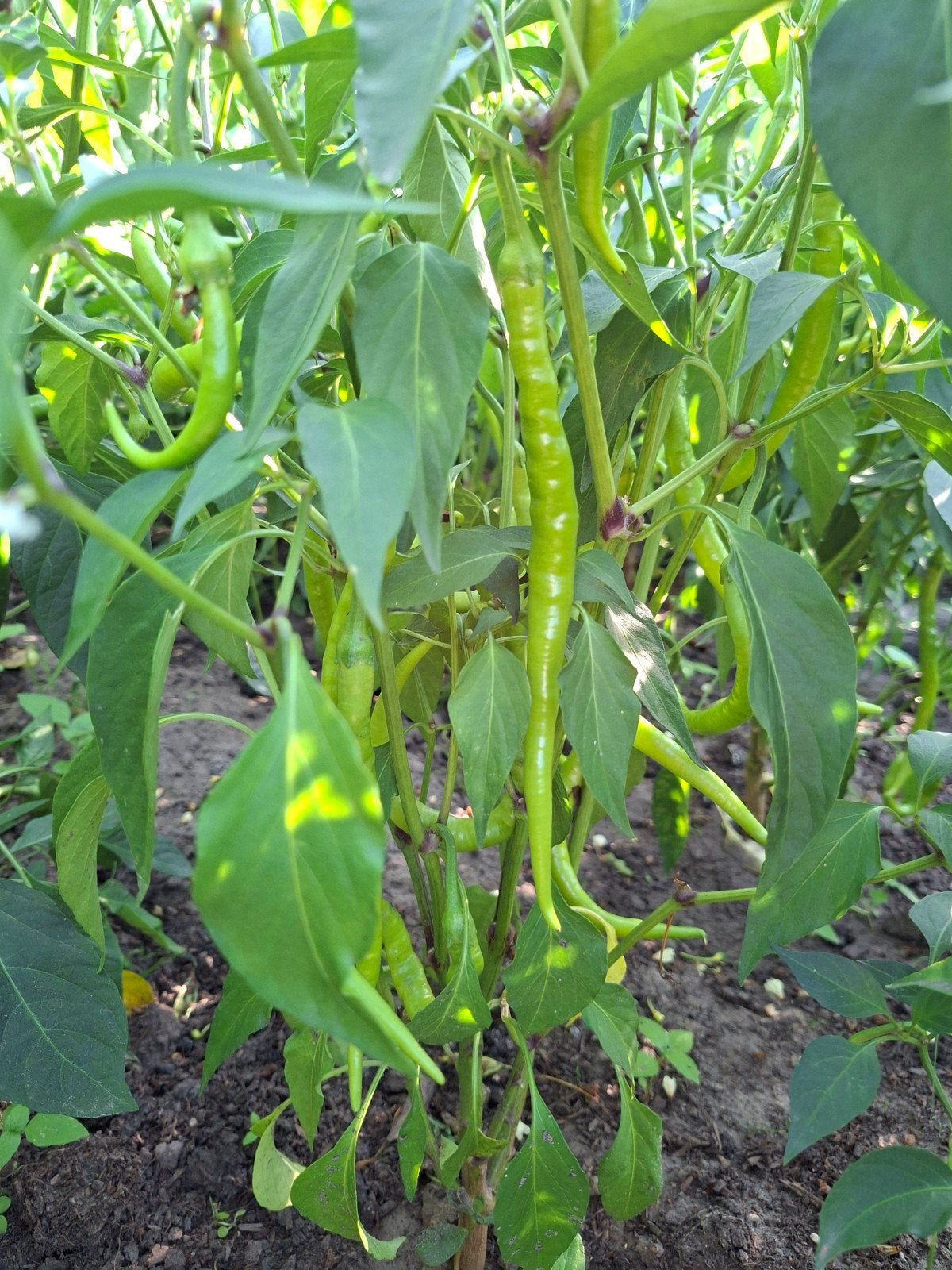 Sıvri Peper, Ophalen, Eenjarig, Groenteplanten, Volle zon