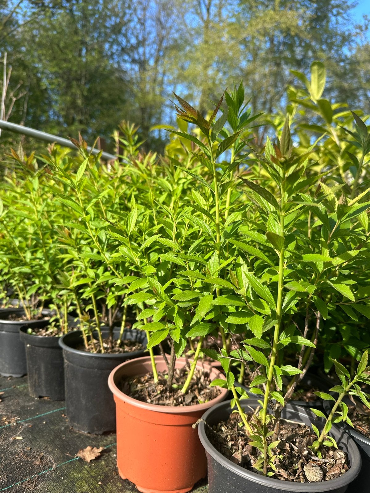Spirea japonica ‘Genpei’, Tuin en Terras, Planten | Struiken en Hagen, Ophalen, Overige soorten, Minder dan 100 cm