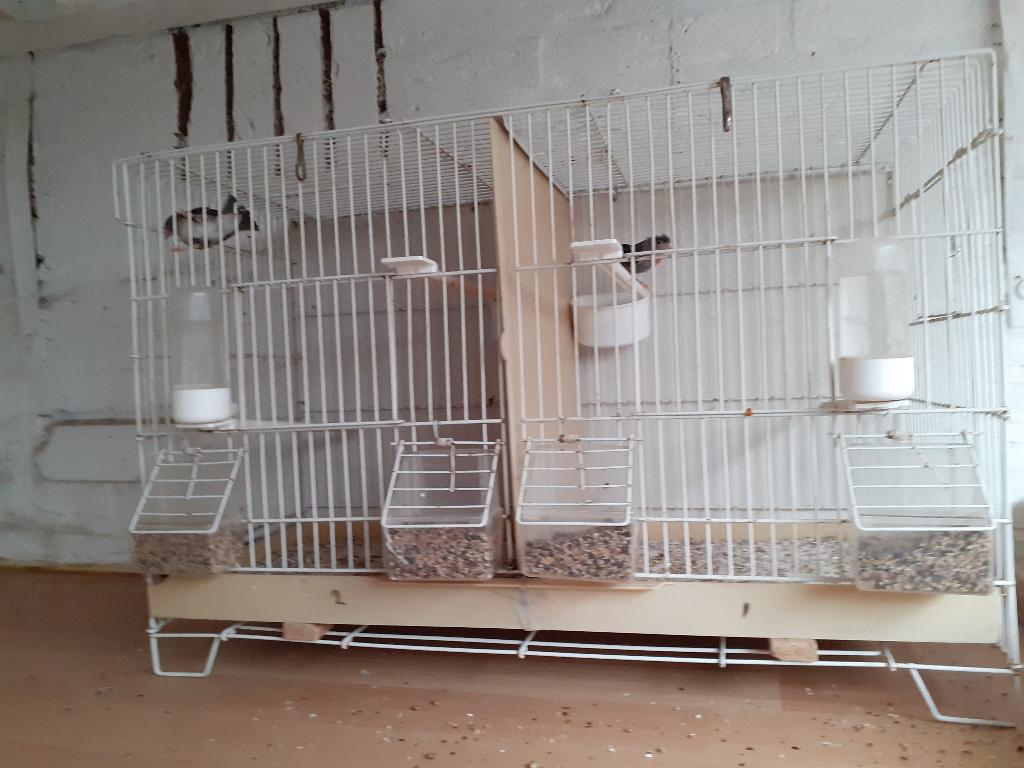 pop kapoetsensijs., Dieren en Toebehoren, Vrouwelijk, Tropenvogel, Geringd