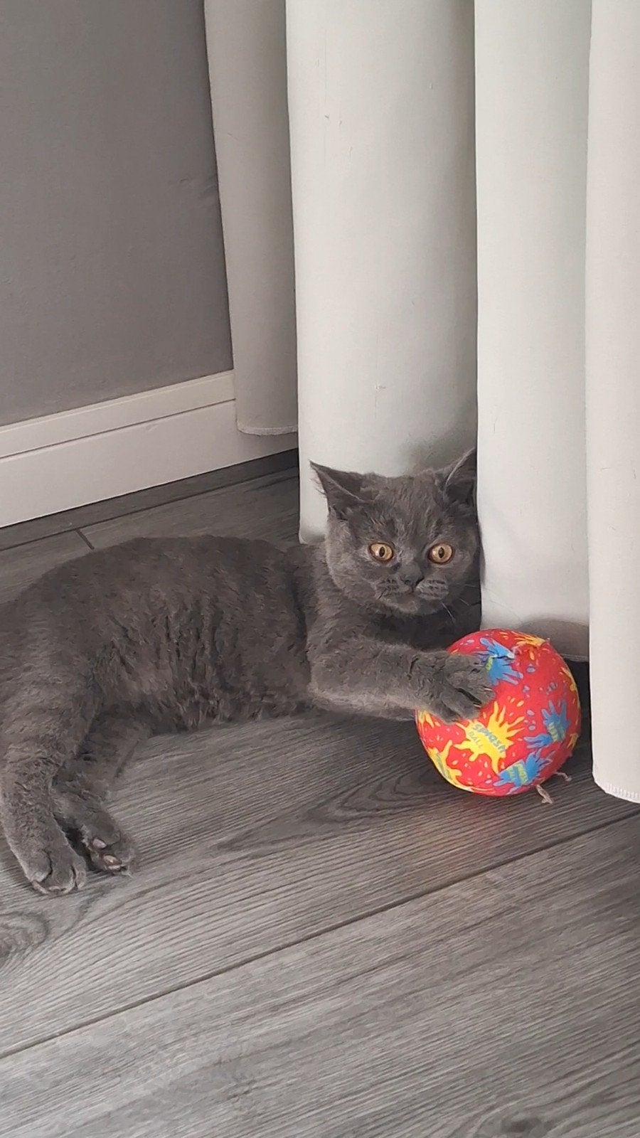 Britse korthaar, Poes, Gechipt, 0 tot 2 jaar