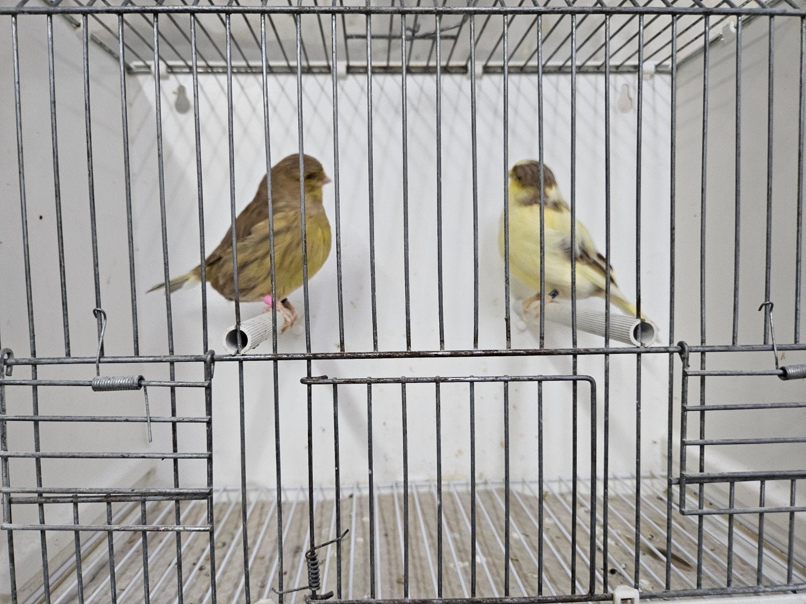 Glosters, Dieren en Toebehoren, Vogels | Kanaries, Meerdere dieren, Kleurkanarie