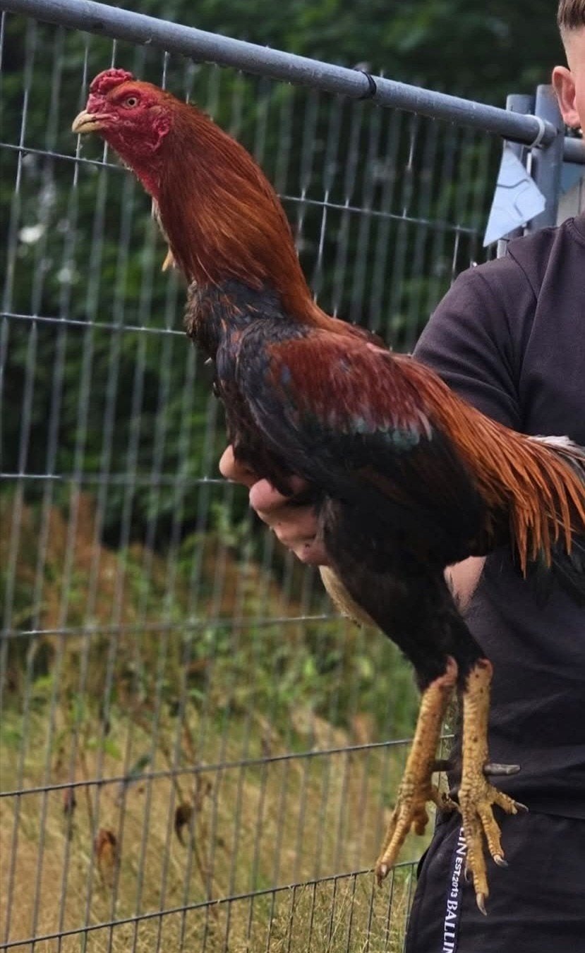 shamo jap kuikens, Dieren en Toebehoren, Meerdere dieren, Kip
