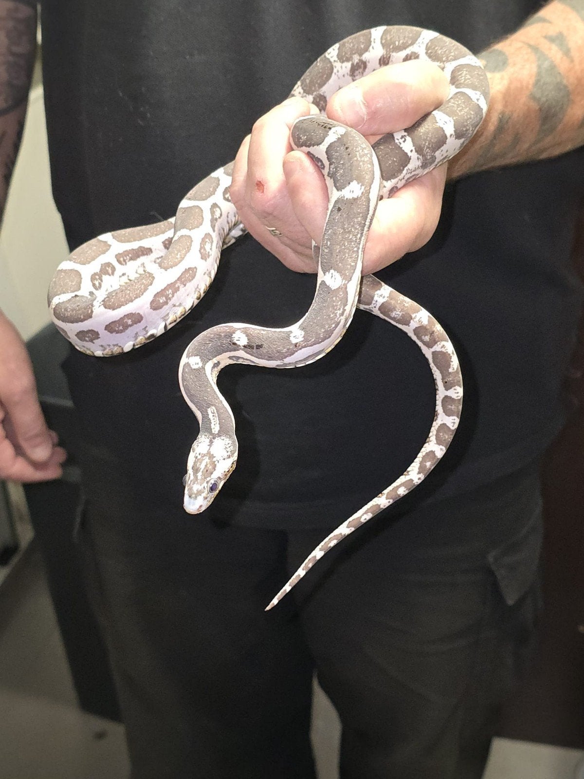 scaleless anery rattenslang Rat Snake - unknown for sale from James