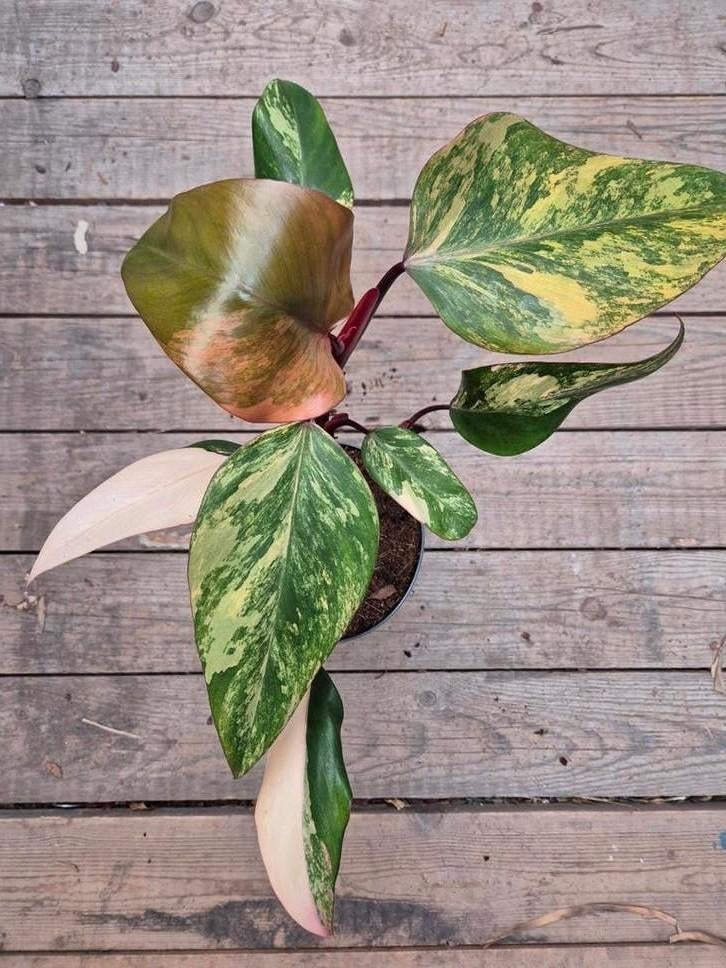 Philodendron Strawberry Shake p14 (8)