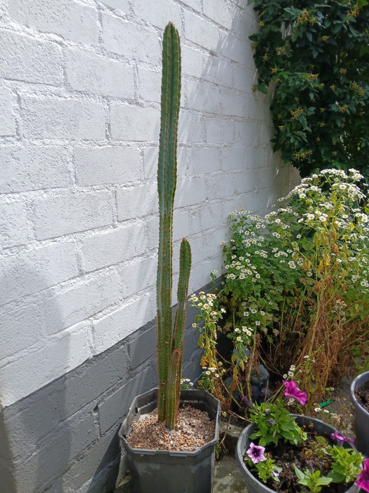 Cactus, Ophalen, Volle zon, Overige soorten
