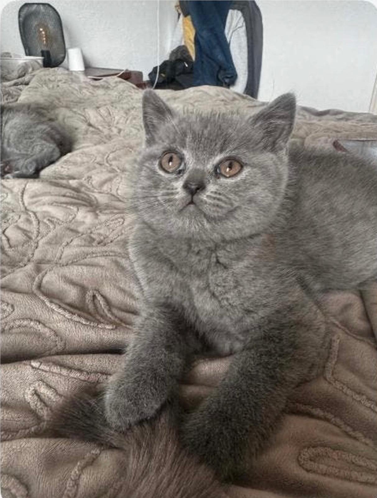 Britse korthaar, Kater, Ontwormd, 0 tot 2 jaar