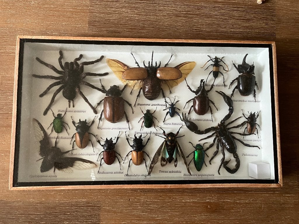 div geprepareerde insecten, Ophalen of Verzenden, Nieuw, Insect, Opgezet dier