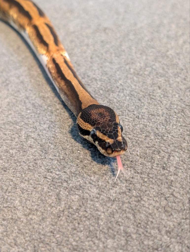 0.1 Female Piebald ball python regius Ball Python - female for sale from M. Beekmans