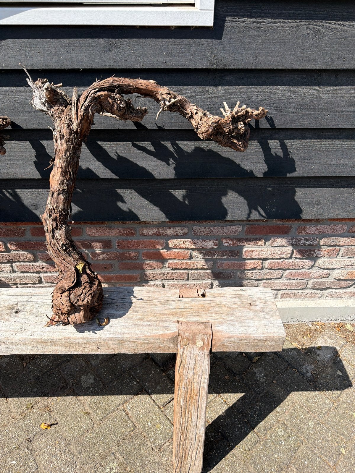Decoratieve Wijnstok Wortel, Ophalen of Verzenden