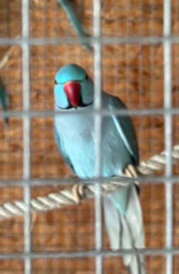 Halsbanden parkieten, Dieren en Toebehoren, Meerdere dieren