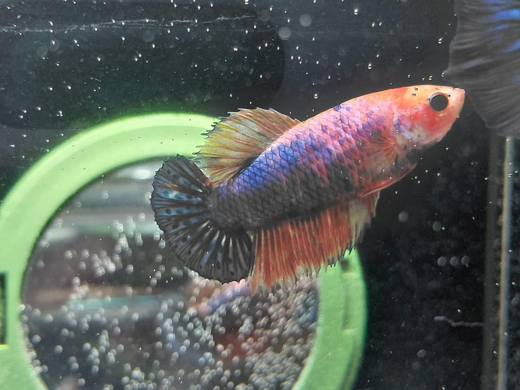 Halfmoon marble betta vrouw, Vis