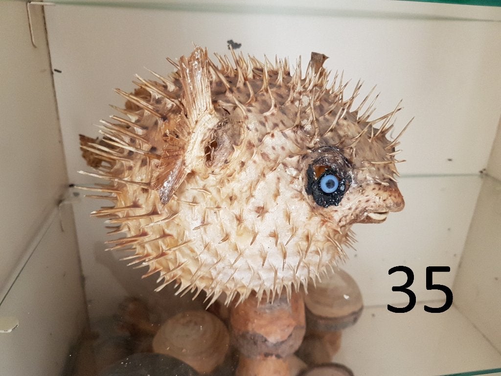 div. opgezette dieren taxidermie anatomische modelen, Ophalen of Verzenden, Gebruikt, Overige soorten, Opgezet dier
