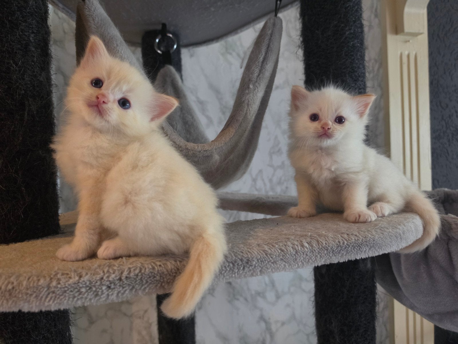 Ragdoll kittens met stamboom, Kater, Met stamboom, 0 tot 2 jaar