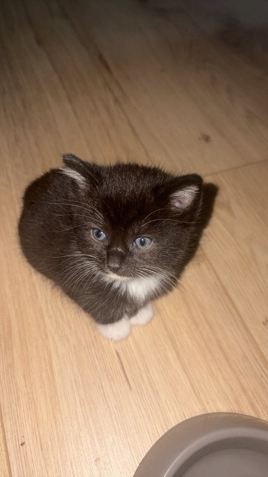 Ragdoll x Europese korthaar, Meerdere dieren
