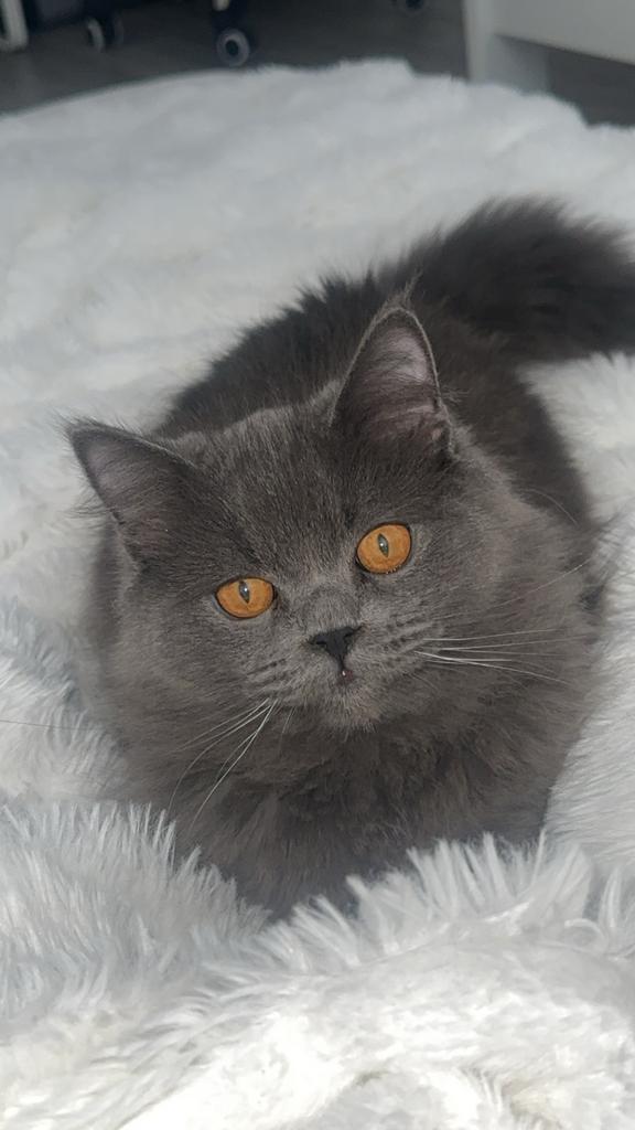 Brits langhaar, Dieren en Toebehoren, Kater, Langharig, 0 tot 2 jaar