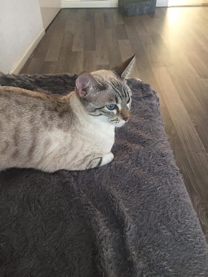 Snow savannah F7c zoekt nieuwe huisje, Poes, Gechipt