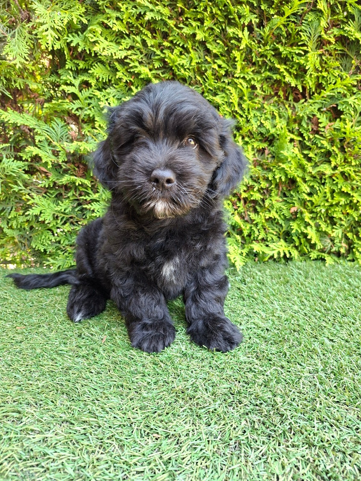 Zeer  mooie speelse boomer x doodle pups., Parvo, 8 tot 15 weken, Meerdere, Nederland