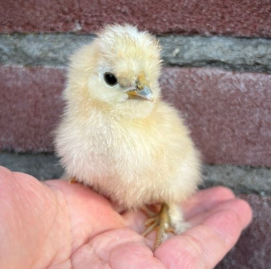 🐥 Zijdehoen | hen kuikens 🩷 | DNA gesekst 🧬, Dieren en Toebehoren, Vrouwelijk, Kip