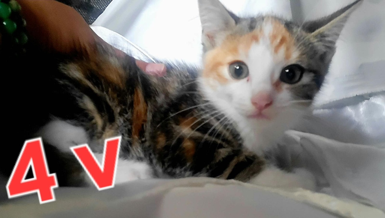Kleine kittens paar soorten kleuren, Meerdere dieren, Kortharig, 0 tot 2 jaar