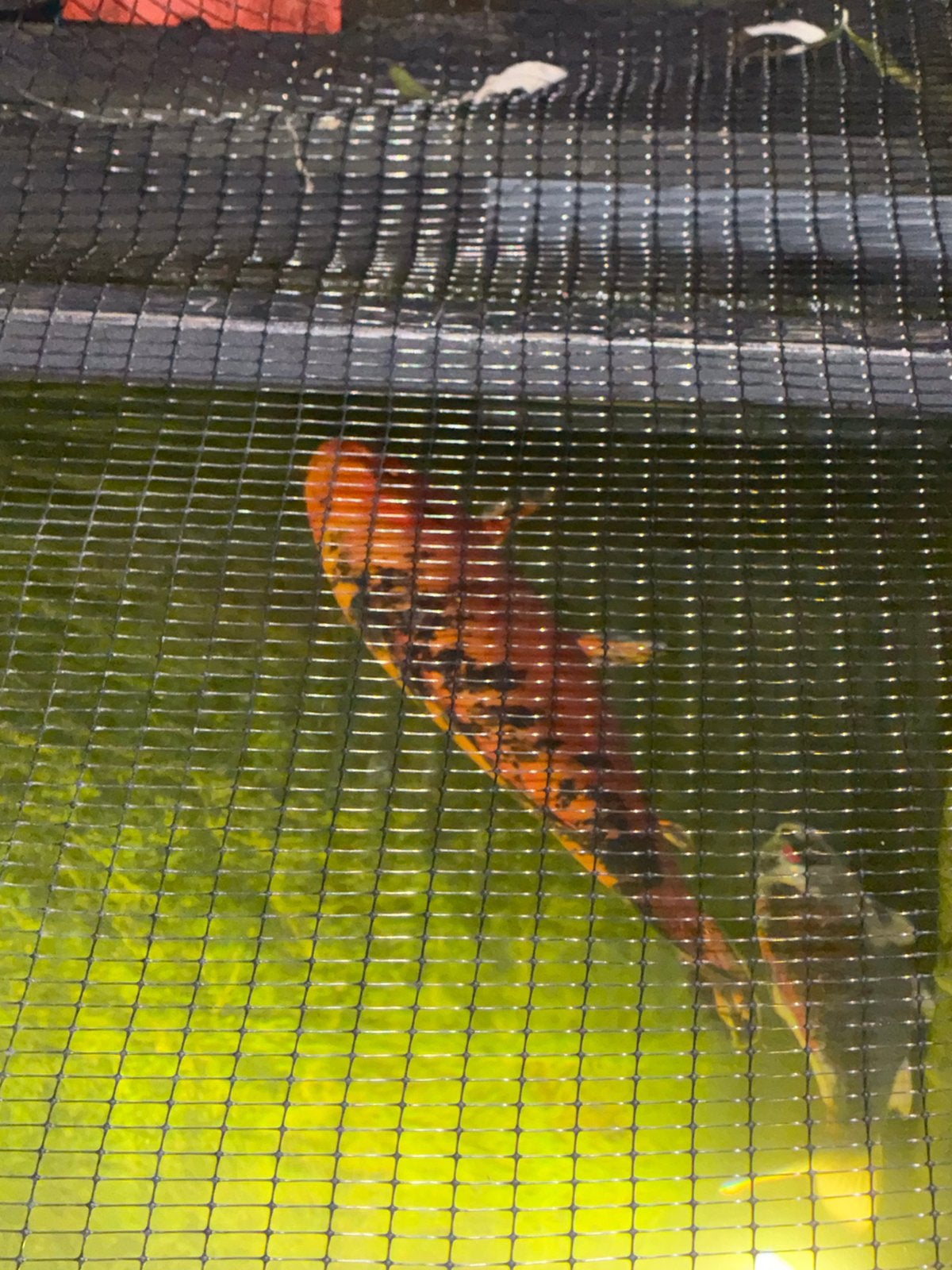 2 koi, Dieren en Toebehoren, Vissen | Vijvervissen, Karper of Koi