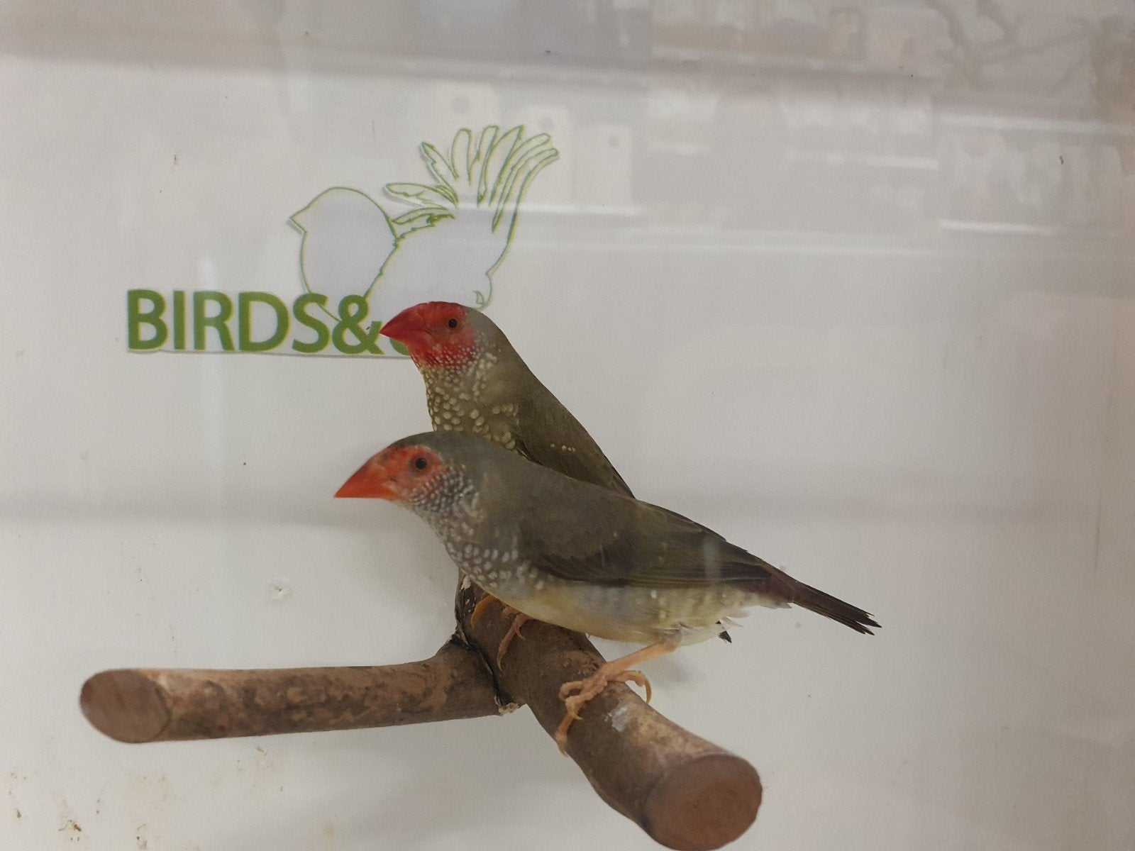 div. Binsenastrildes beschikbaar., Dieren en Toebehoren, Meerdere dieren, Tropenvogel