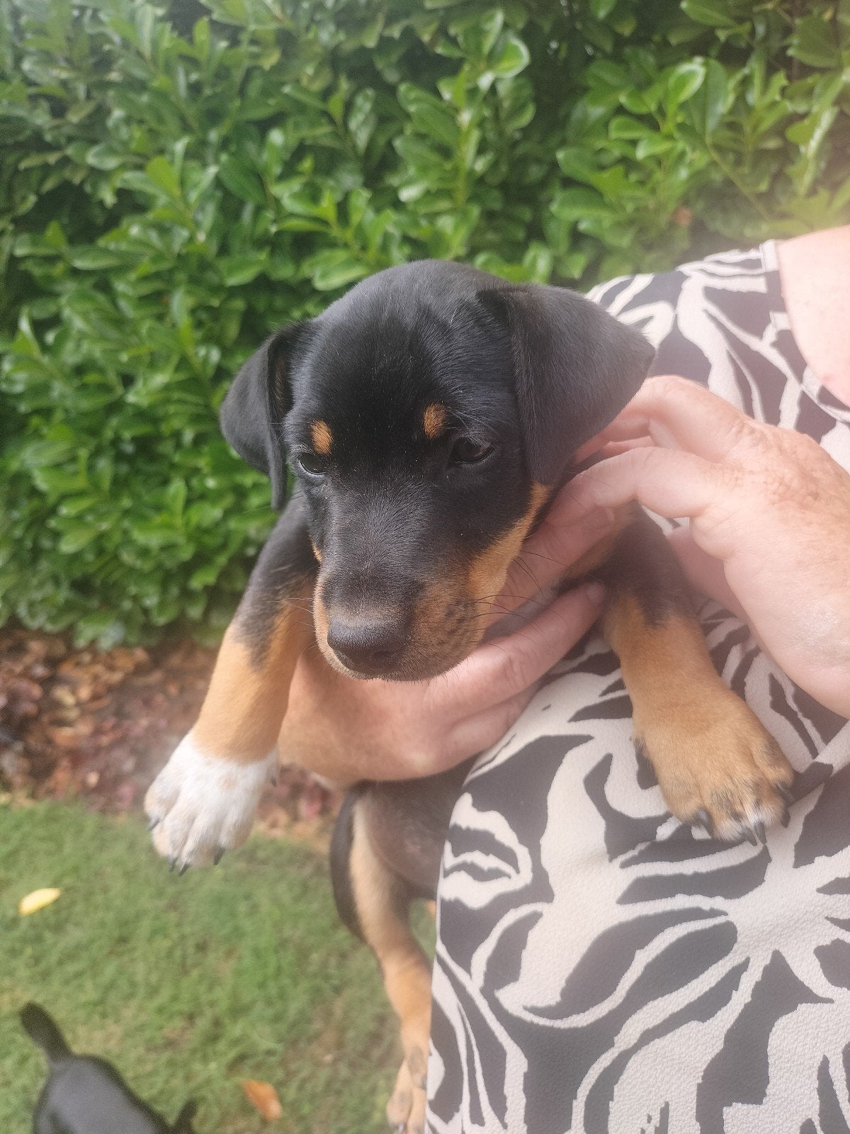 Jack Russel pup, Dieren en Toebehoren, Reu, 8 tot 15 weken, Eén hond, Nederland