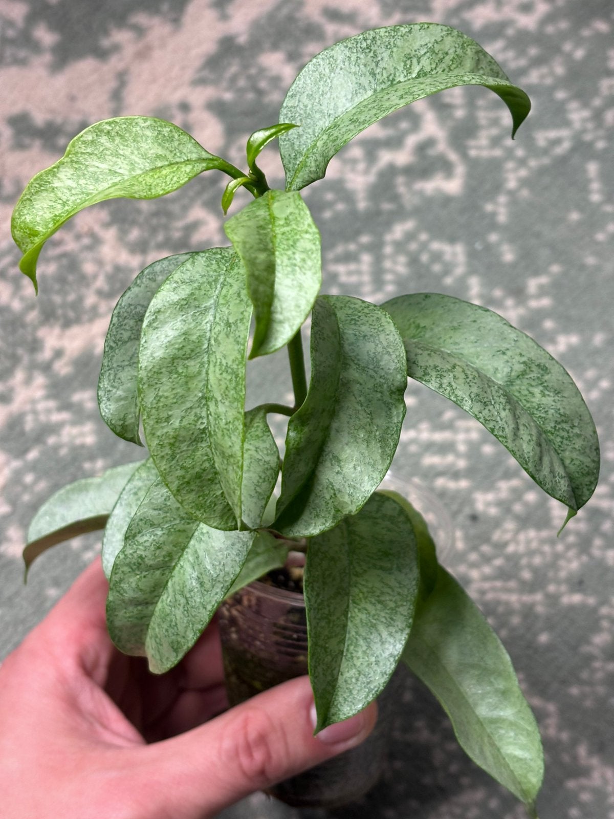 Hoya multiflora WonderPhil, Ophalen of Verzenden, Halfschaduw, Minder dan 100 cm