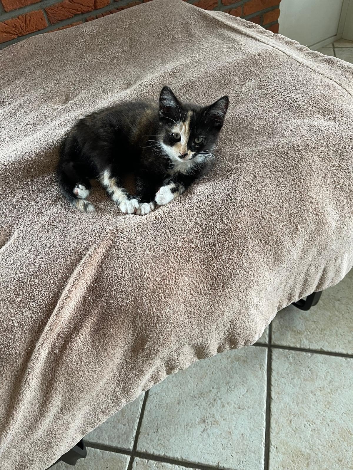 Lieve kittens te koop, Poes