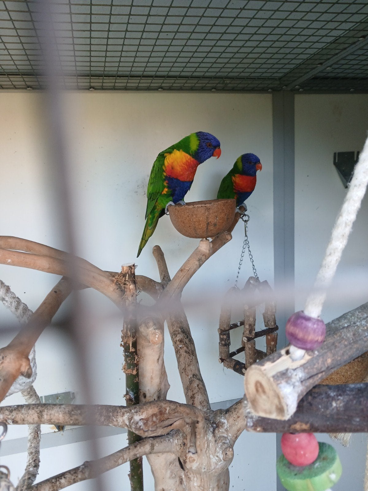 bewezen koppel lori's van de blauwe bergen, Meerdere dieren, Papegaai