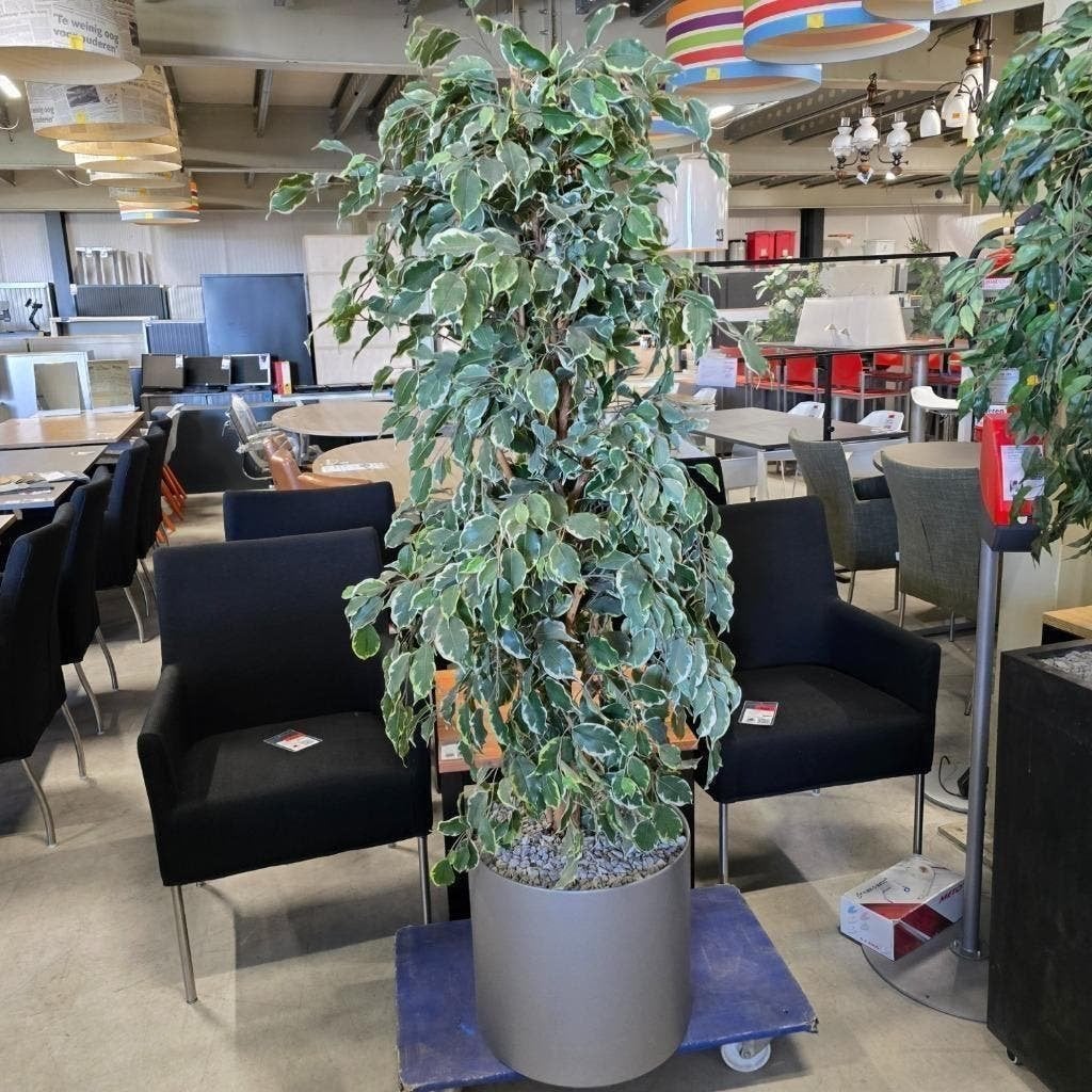 Hoge kunstplant in grijze ronde pot | 180 cm hoog, Ophalen, Gebruikt