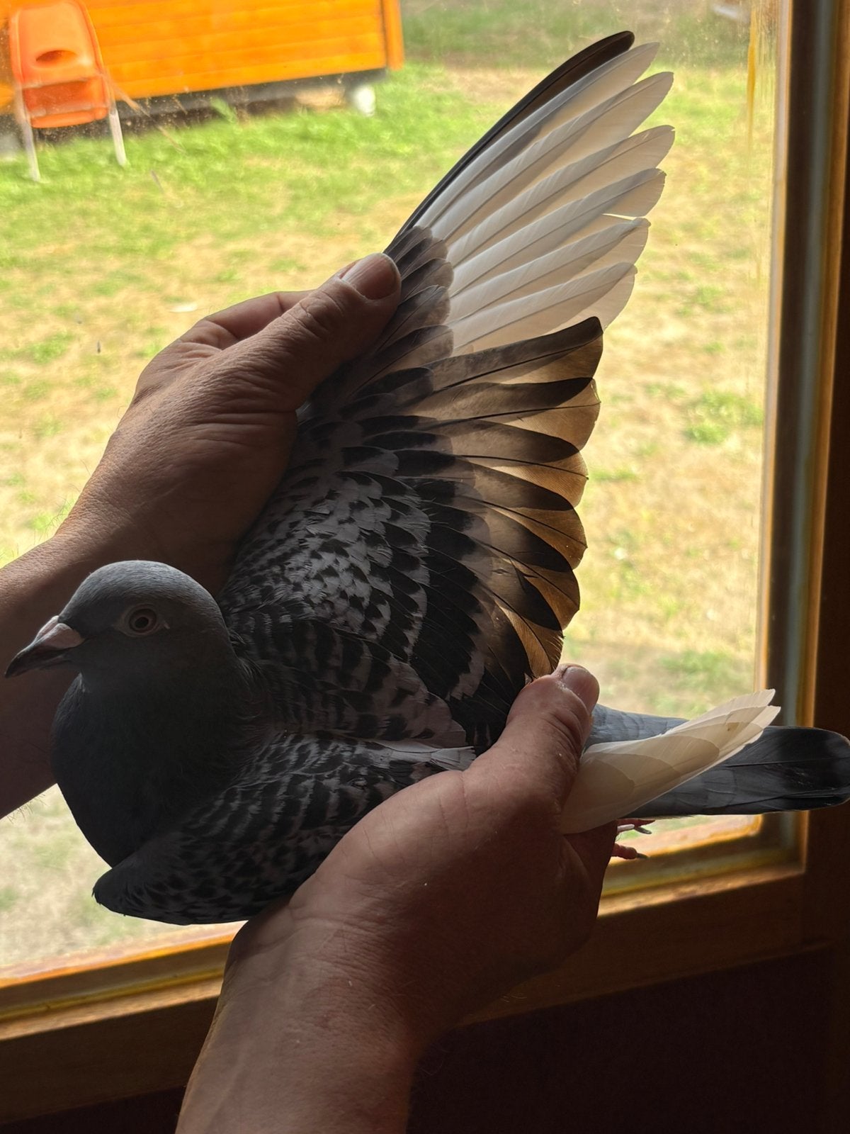 Duivin uit bewezen kweekkoppel, Dieren en Toebehoren, Vogels | Duiven, Vrouwelijk, Postduif