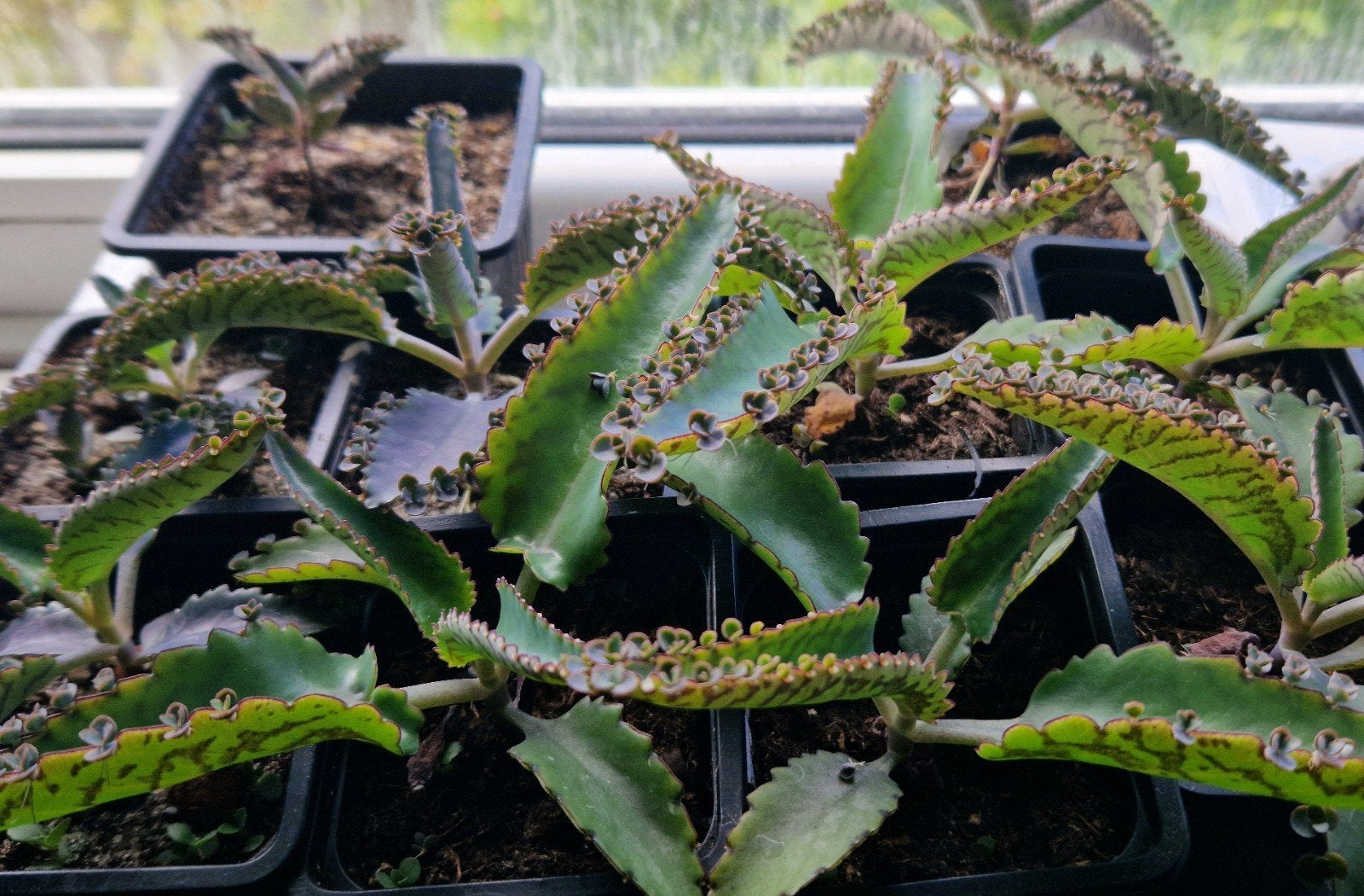 Moeder van Duizenden (Kalanchoe daigremontiana) plantjes, Ophalen