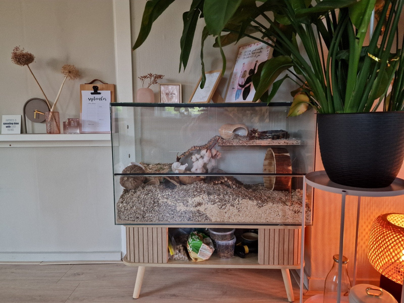 Hamster terrarium 80x40x50cm (lxbxh) compleet, Hamster, Mannelijk, November, Tam