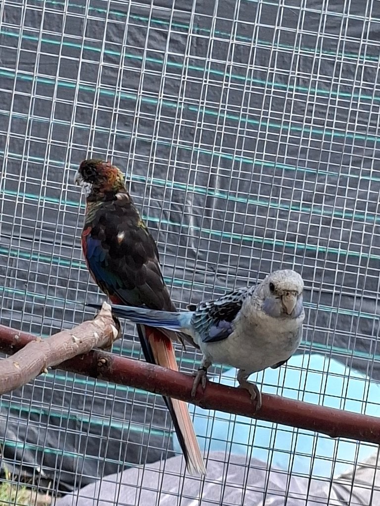 Rosella parkieten, Dieren en Toebehoren, Meerdere dieren, Parkiet, Geringd