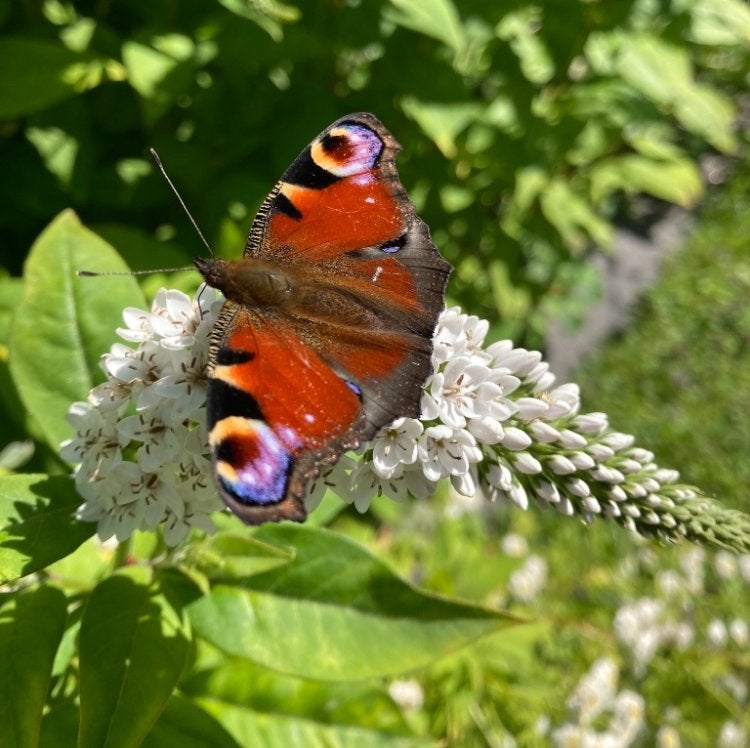 Diverse tuinplanten: Zonnehoed, Salvia, Hosta en meer!, Tuin en Terras, Volle zon, Vaste plant, Zomer, Ophalen