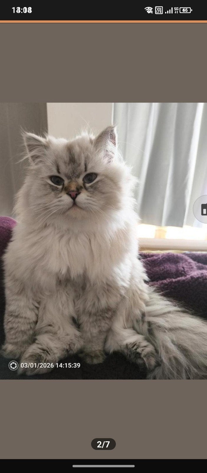 Prachtige Siberische kater, Kater, Gechipt, 0 tot 2 jaar