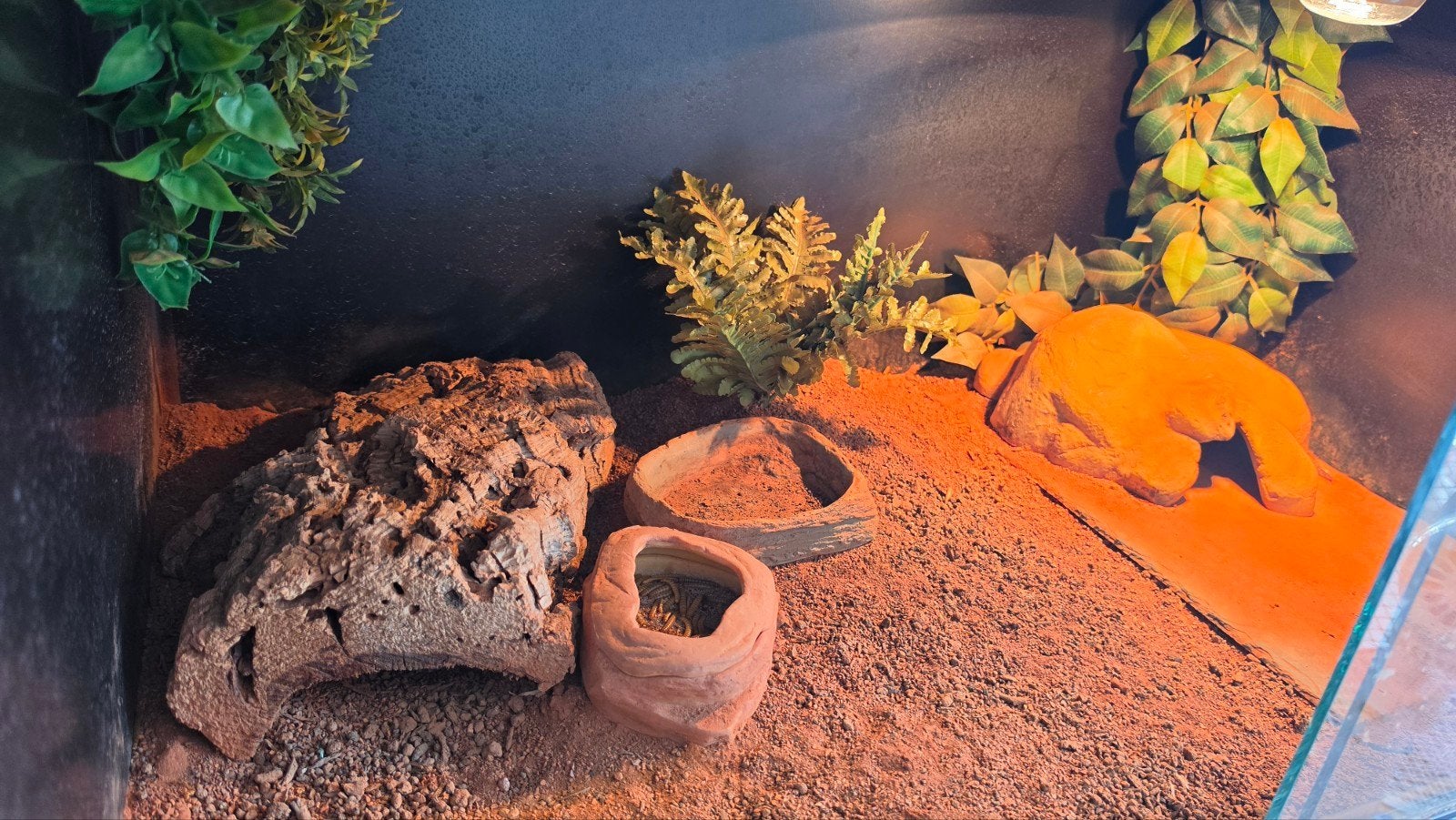 luipaardgekko met terrarium Leopard Gecko photo 2