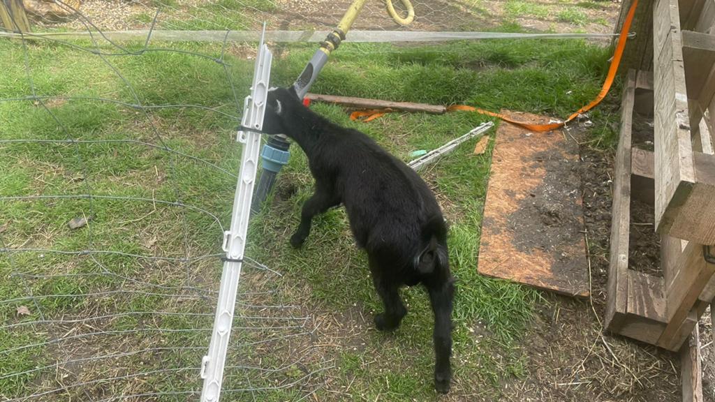 Lief tam knuffel geitje, Dieren en Toebehoren, Schapen, Geiten en Varkens, Mannelijk, Geit