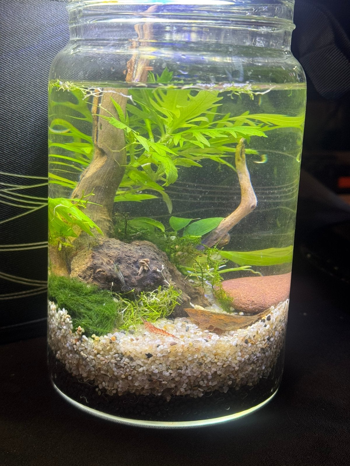 Neo caridina mini ecosystem (Garnalen), Kreeft, Krab of Garnaal