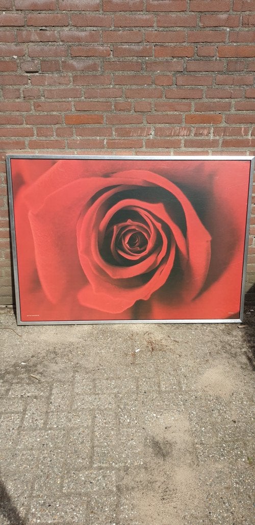 schilderij prent rode roos, Huis en Inrichting, Woonaccessoires | Schilderijen, Tekeningen en Foto's, Ophalen of Verzenden, 'T Olde Gre-j