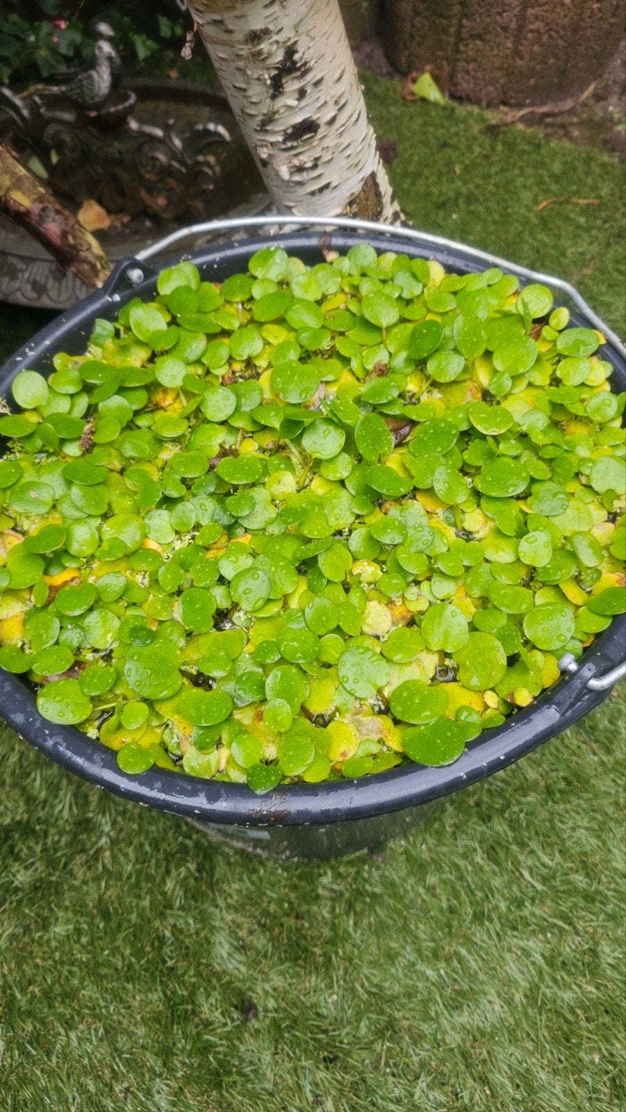 Kikkerbeet / drijfplant voor aquarium én vijver, Dieren en Toebehoren, Overige soorten