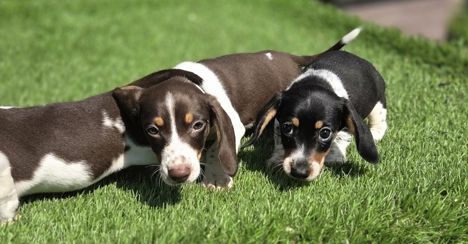 Te koop mooie kortharige dwerg teckel pups (tekkel), Parvo, Nederland, 8 tot 15 weken, Meerdere