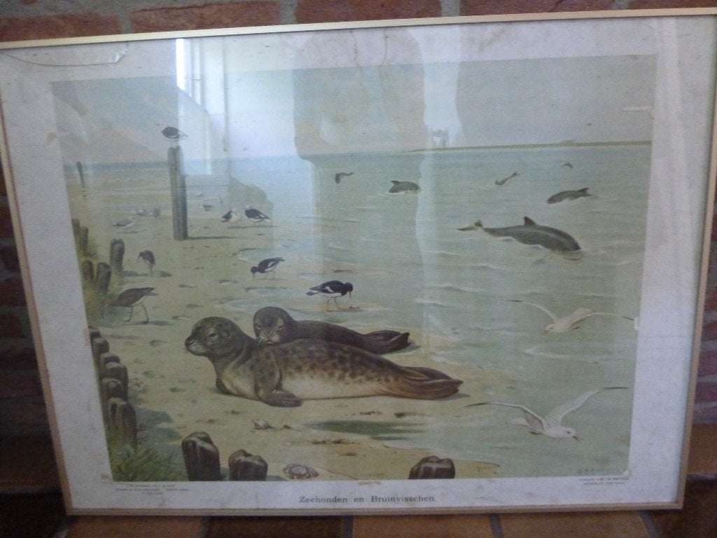 Vintage prent Zeehonden en Bruinvissen - Natuurillustratie, Ophalen, Natuur en Biologie