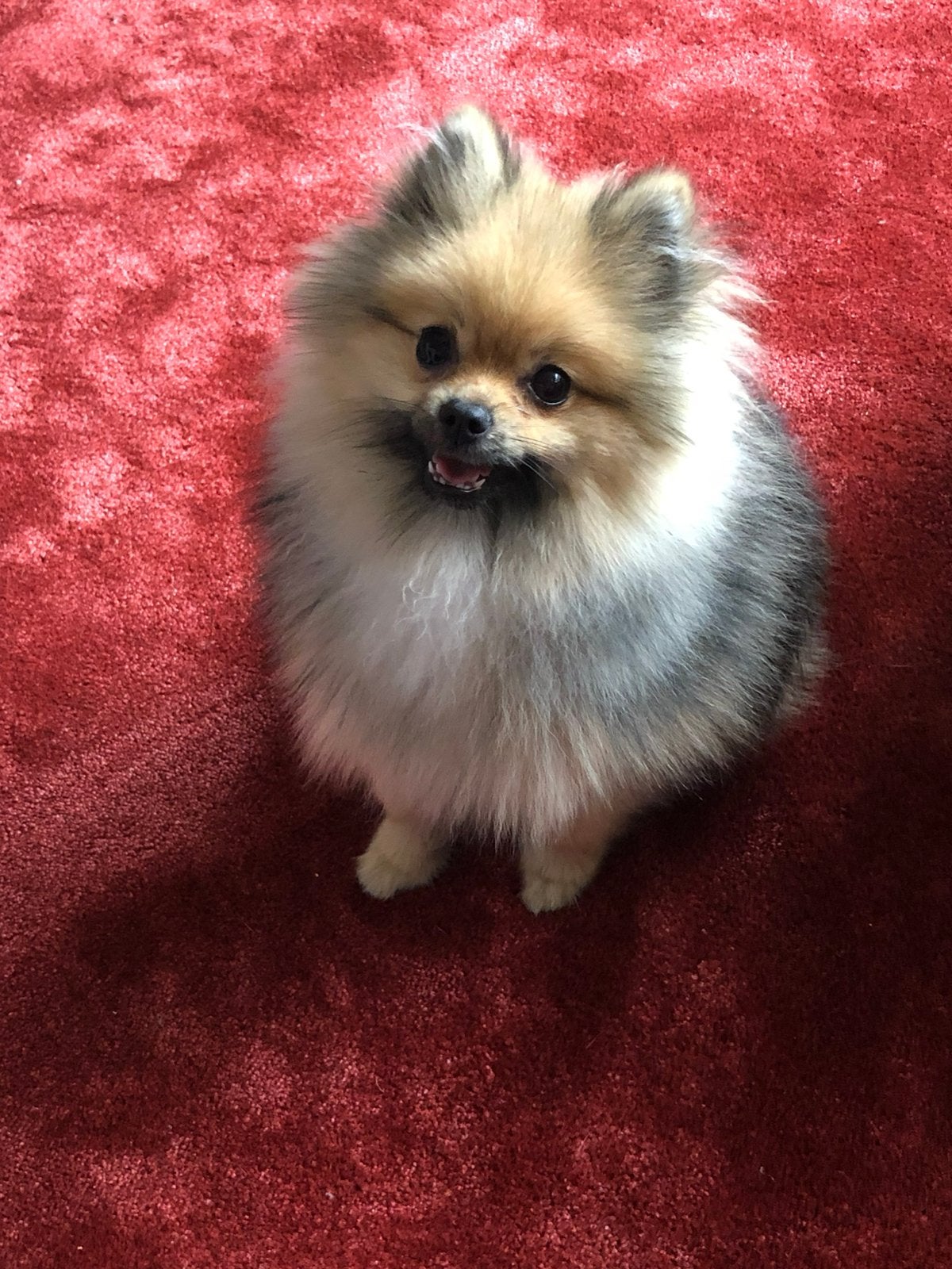 Pomeriaan zoekt een nieuw huisje, 6 jaar of ouder, Particulier, Keeshond, Reu