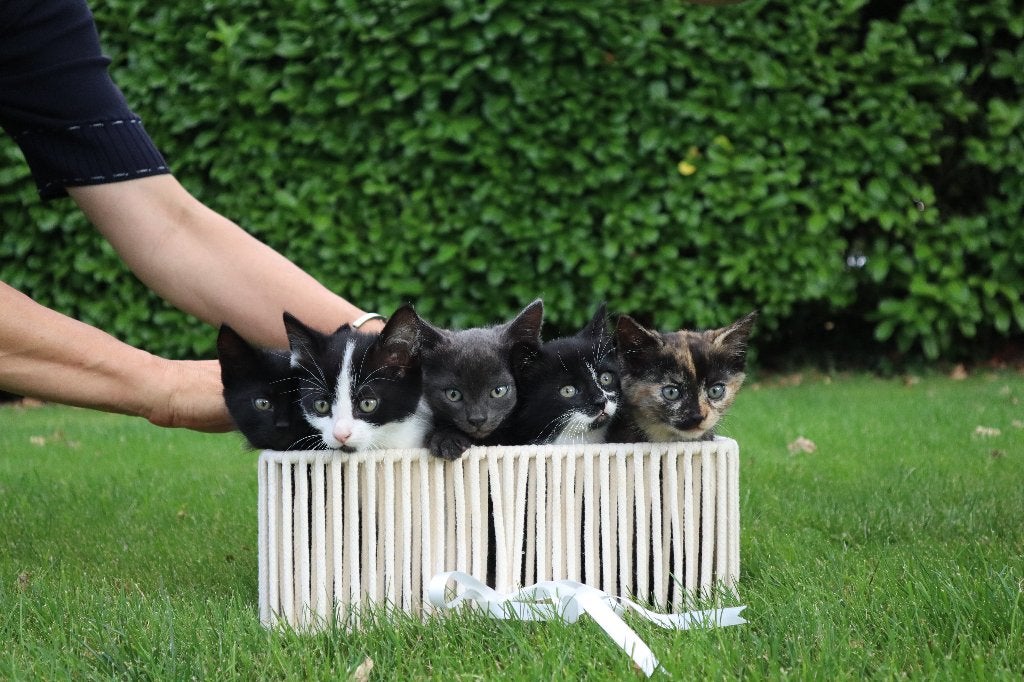 Nog 2 te lieve kittens beschikbaar! Zwartwit, poes en kater, Dieren en Toebehoren, Katten en Kittens | Overige Katten, Meerdere dieren